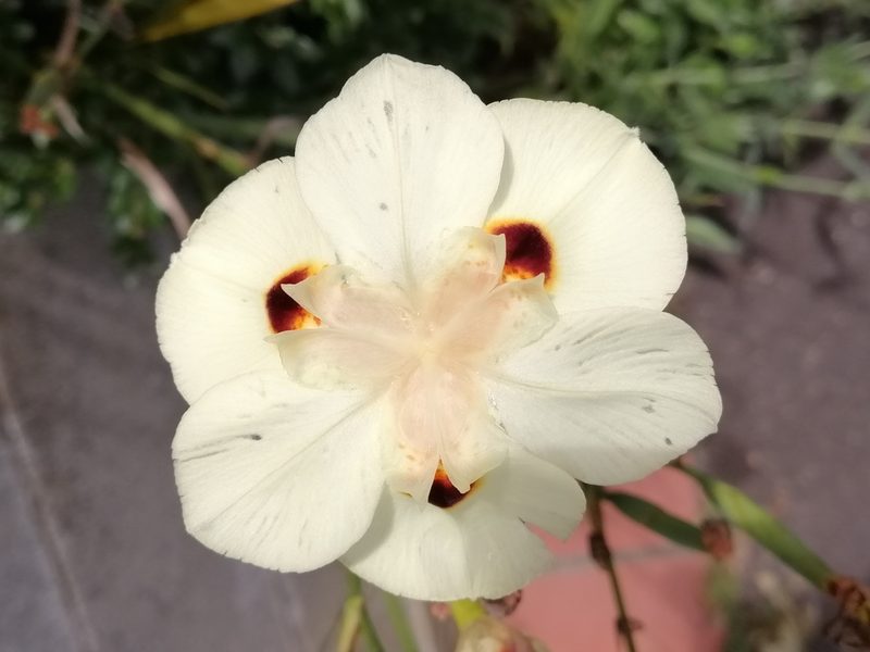 Dietes bicolor, photographed by Grey Smith