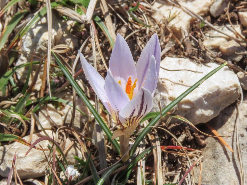 Crocus variegatus, photographed by Emanuele Santarelli