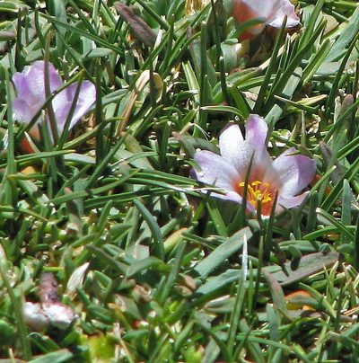 Calandrinia compacta, photographed by Hugo Hulsberg