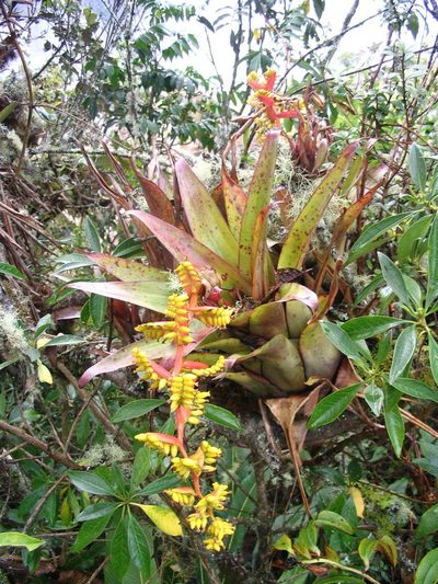Racinaea tetrantha, photographed by cstobie