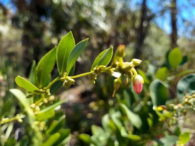 Lyonia lucida, photographed by Athena Philips