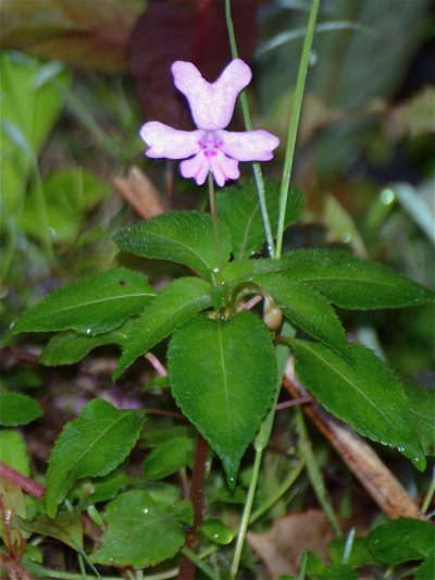 Impatiens kinabaluensis, photographed by Jay Pruett