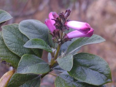 Delostoma integrifolium, photographed by cstobie