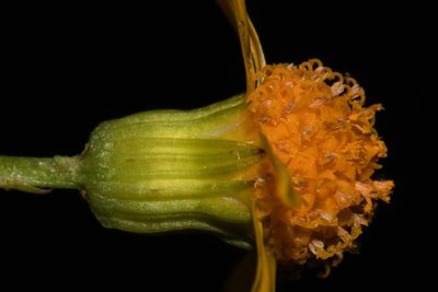 Packera crawfordii, photographed by Brian Finzel