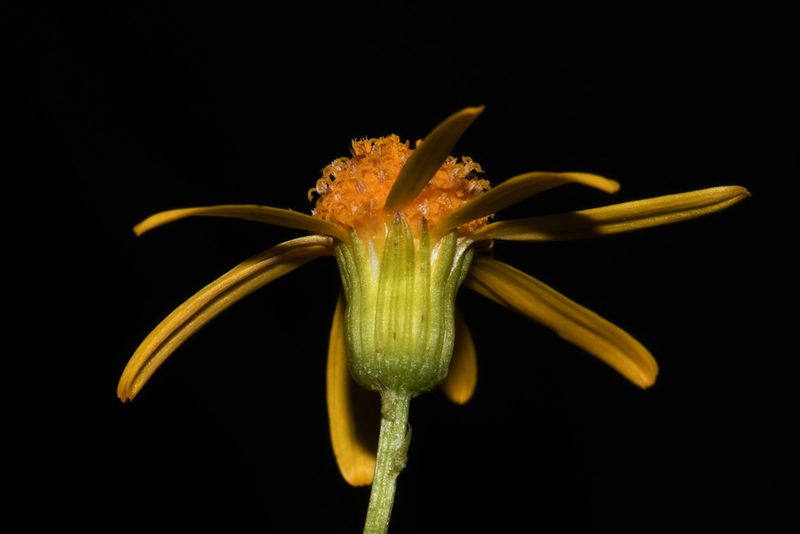 Packera crawfordii, photographed by Brian Finzel