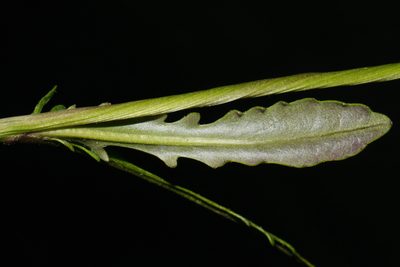 Packera crawfordii, photographed by Brian Finzel