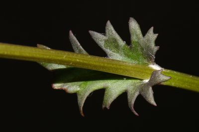 Packera crawfordii, photographed by Brian Finzel