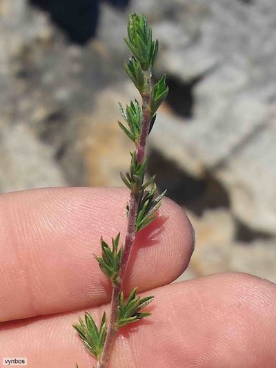 Cliffortia sericea, photographed by Chris Vynbos
