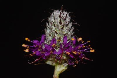 Dalea cahaba, photographed by Brian Finzel
