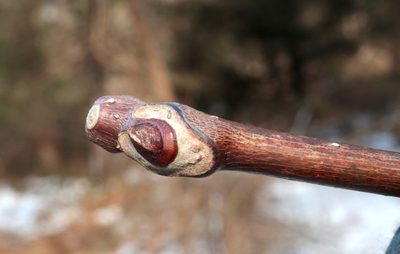 Phellodendron amurense, photographed by Jeff Clark