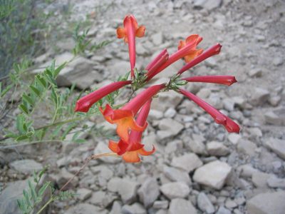 Tecoma fulva, photographed by cstobie