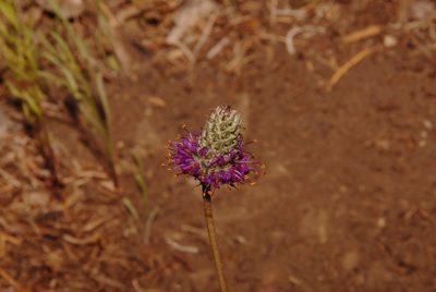 Dalea cahaba, photographed by Brian Finzel