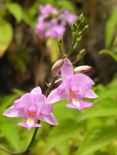 Bletia catenulata, photographed by cstobie