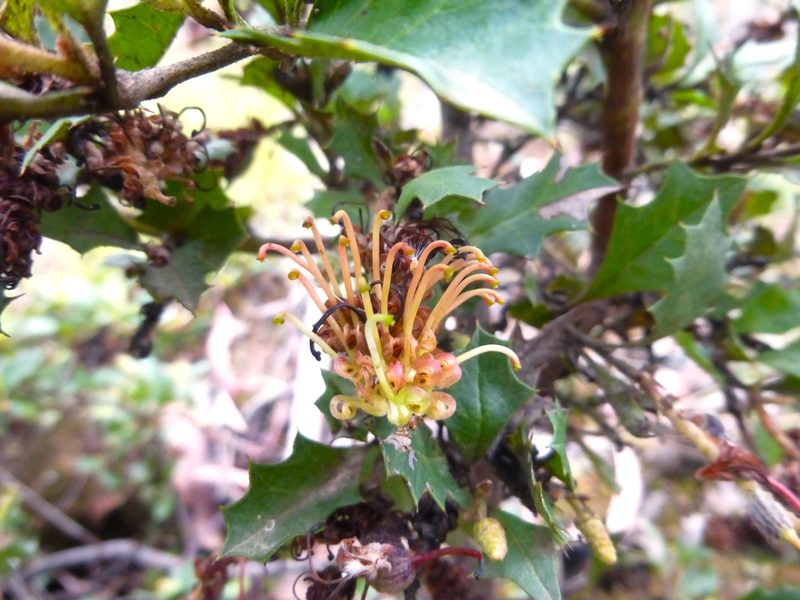 Grevillea bedggoodiana, photographed by Kiri Bee