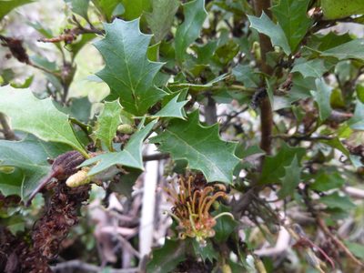 Grevillea bedggoodiana, photographed by Kiri Bee