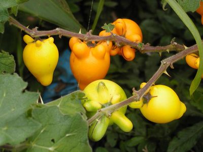 Solanum mammosum, photographed by cstobie