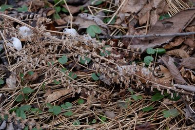 Perilla frutescens, photographed by Bonnie Semmling