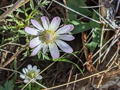 Anemone tuberosa, photographed by Bruce Hartman