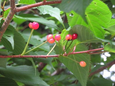 Prunus jamasakura, photographed by Marco Mussita