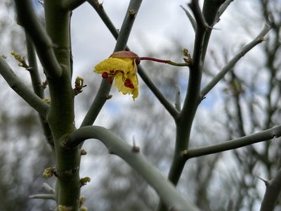Parkinsonia texana