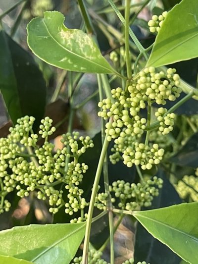 Turpinia montana, photographed by Yj