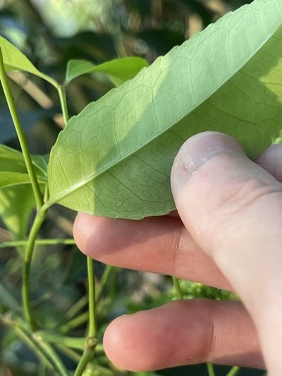 Turpinia montana, photographed by Yj