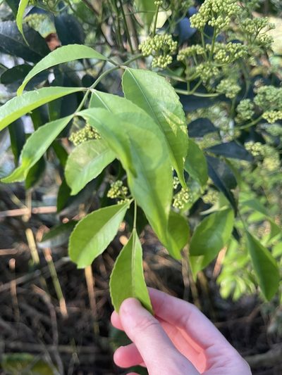 Turpinia montana, photographed by Yj