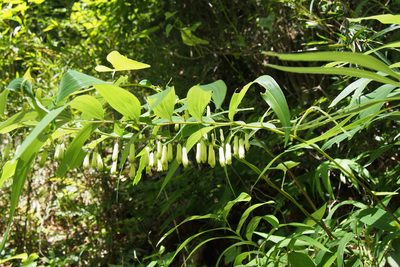Polygonatum falcatum, photographed by harum.koh