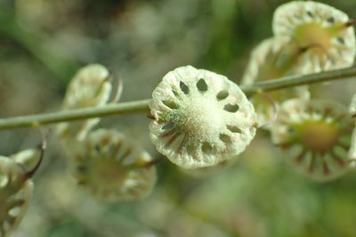 Thysanocarpus curvipes, photographed by Steve Woodward