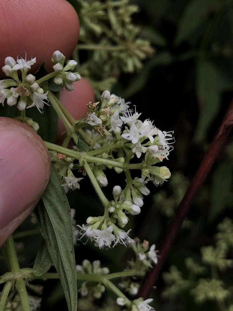 Emmeorhiza umbellata, photographed by Skjold Søndergaard