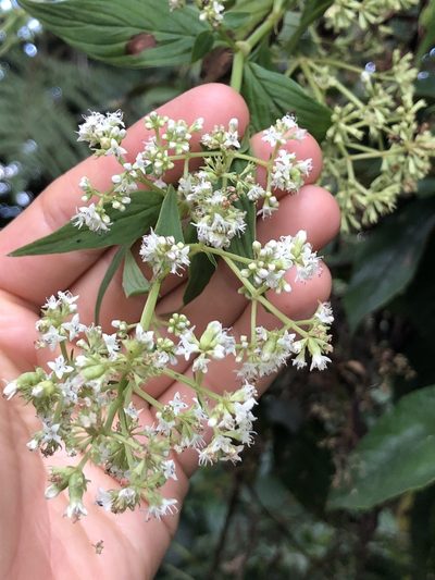 Emmeorhiza umbellata, photographed by Skjold Søndergaard