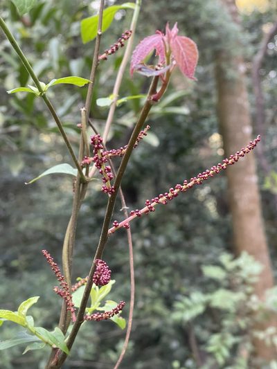 Alchornea trewioides, photographed by Yj
