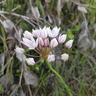 Allium praecox, photographed by James C. Davis