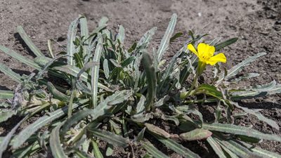 Camissoniopsis bistorta, photographed by velodrome