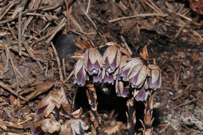 Monotropsis odorata, photographed by Brian Finzel