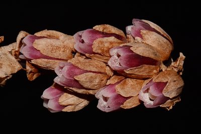 Monotropsis odorata, photographed by Brian Finzel