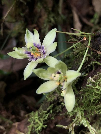 Passiflora nebulosae, photographed by Skjold Søndergaard