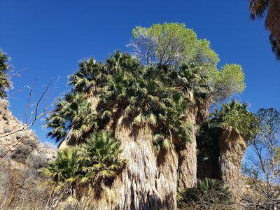 Washingtonia filifera, photographed by Amy