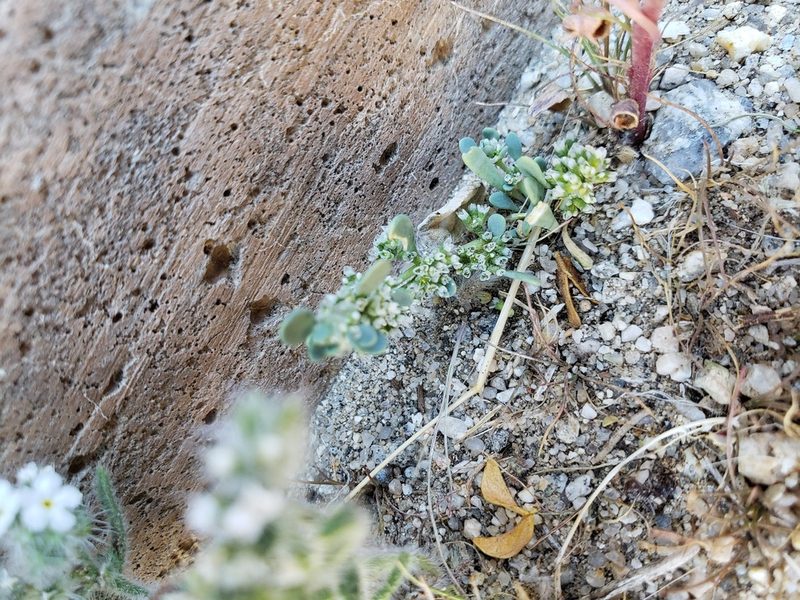 Achyronychia cooperi, photographed by Amy