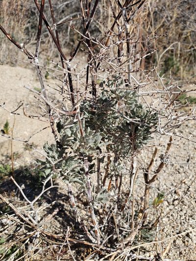 Eriogonum plumatella, photographed by Amy