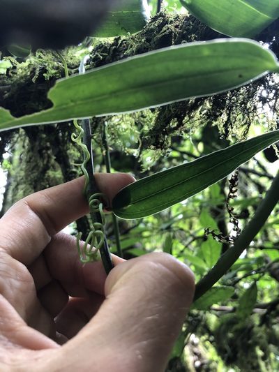 Smilax spinosa, photographed by Skjold Søndergaard