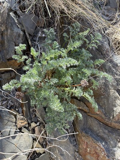 Cymopterus aboriginum, photographed by Matt Berger
