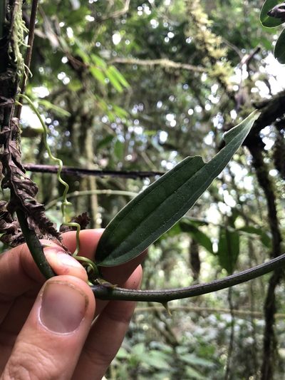 Smilax spinosa, photographed by Skjold Søndergaard