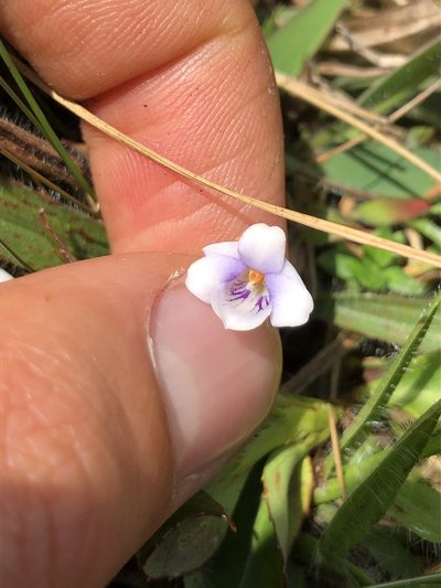 Viola stipularis, photographed by Skjold Søndergaard
