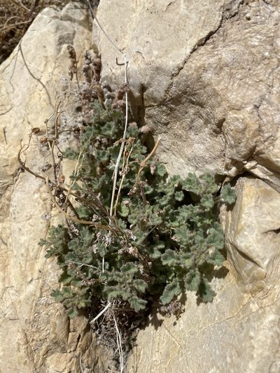 Phacelia perityloides, photographed by Matt Berger