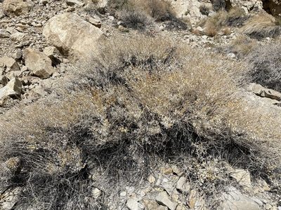 Petalonyx nitidus