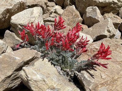 Astragalus coccineus, photographed by Matt Berger