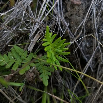 Pentagramma viscosa, photographed by James C. Davis