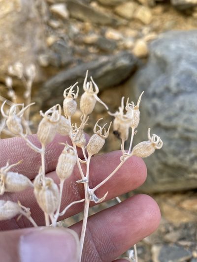 Mentzelia oreophila, photographed by Matt Berger