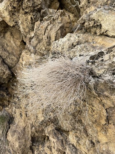 Perityle megalocephala, photographed by Matt Berger